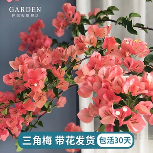三角梅盆栽带花老桩绿植花卉重瓣绿樱漳红樱树苗室内阳台爬藤植物