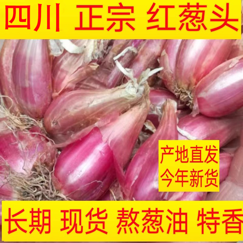 四季小香葱种头四川葱种葱种子