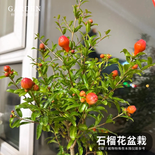 石榴花盆栽 潮汕红花苗 石榴花苗 喜庆吉祥花苗庭院阳台盆栽绿植