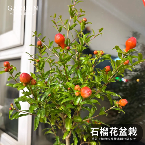 石榴花盆栽潮汕红花苗石榴花苗