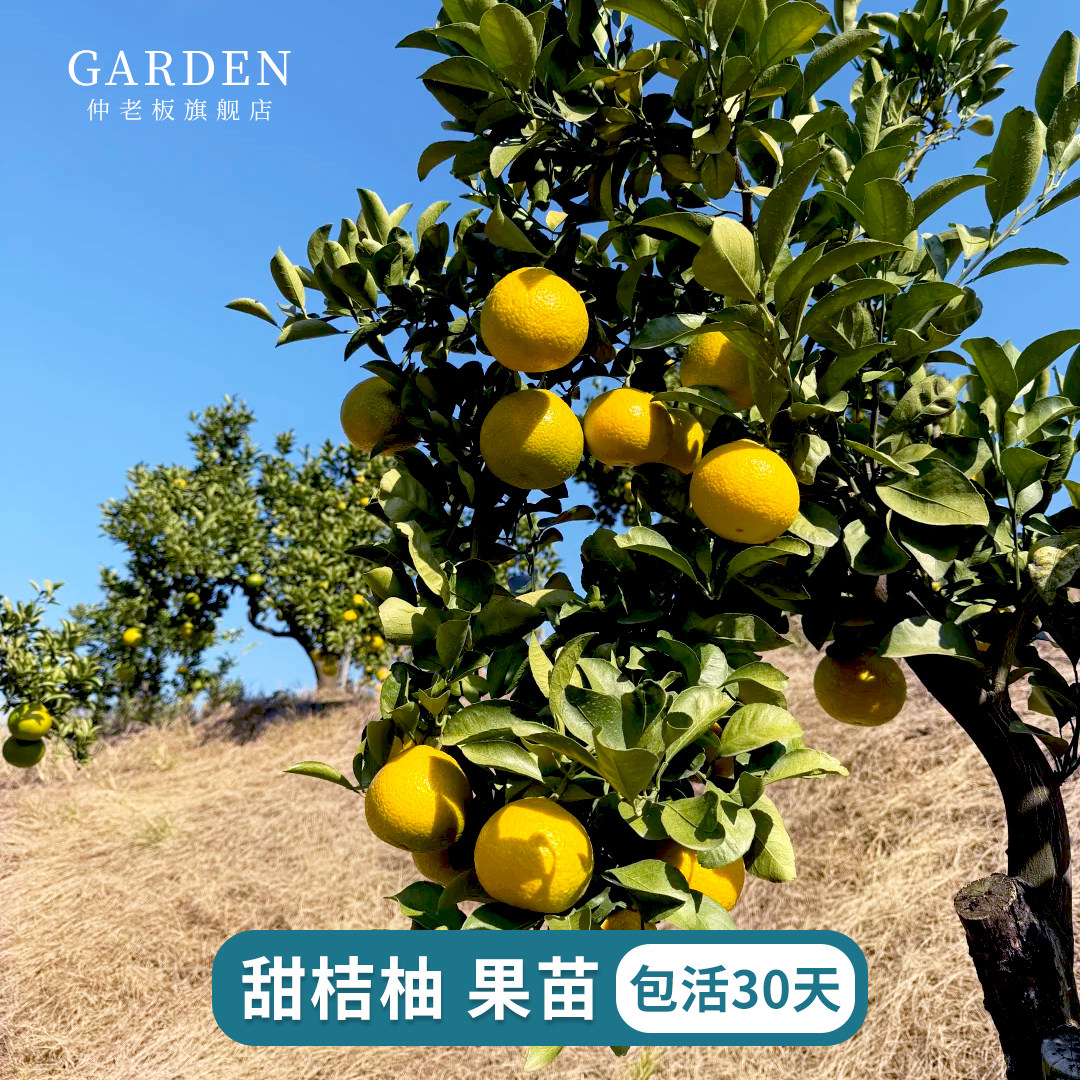 甜桔柚苗嫁接果树苗橘柚耐寒黄金柑柑橘桔柚子树苗庭院阳台盆地栽