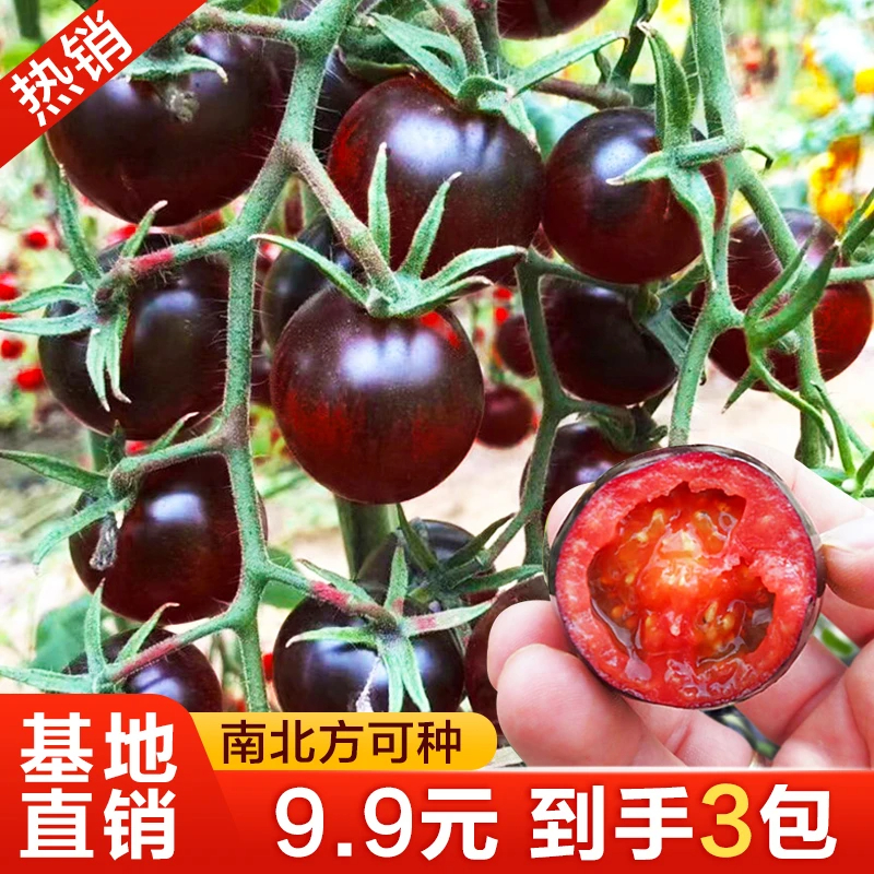 黑番茄种子瀑布番茄黑珍珠小番茄小西红柿种籽盆栽圣女果水果种子