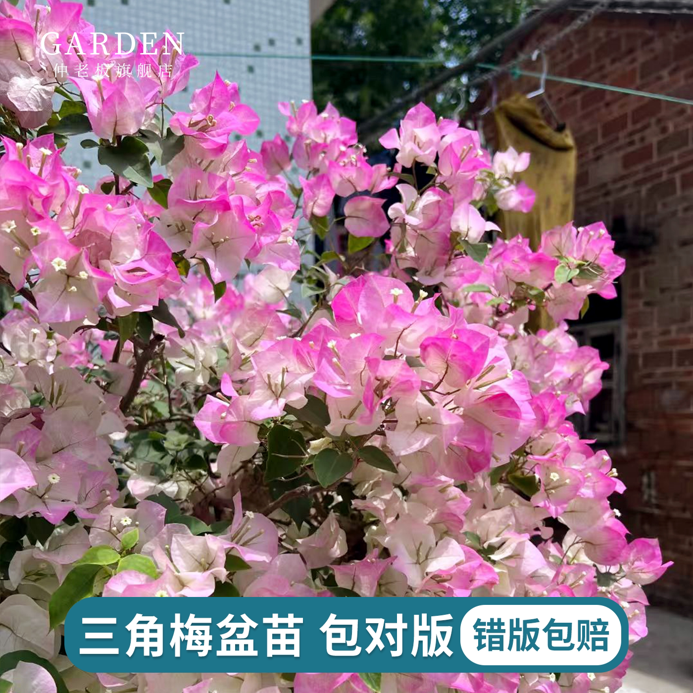 重瓣三角梅大苗盆栽四季勤花老桩图片