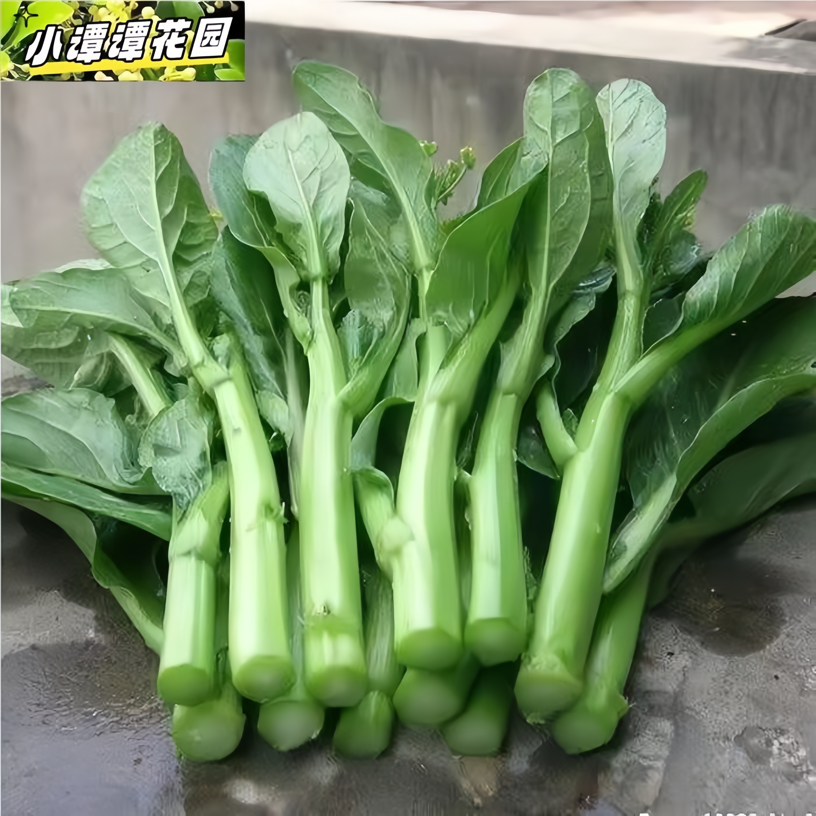 四60560季5蔬菜种农子家全阳台盆种605菜孑菜菜种栽大香生菜韭菜