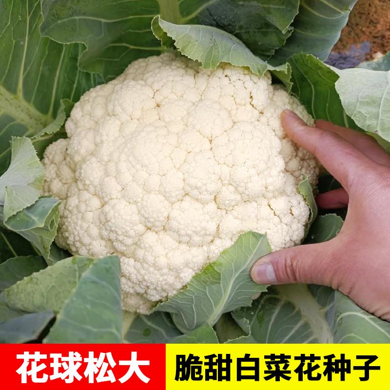 松花菜种子青梗花椰菜白花菜菜有机紫花菜种籽大全秋季蔬菜孑南方