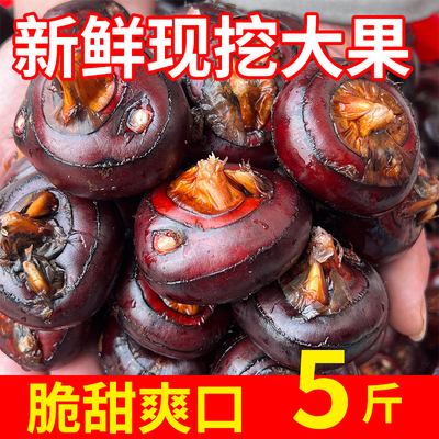 马蹄荸荠新鲜大果不带泥免洗蔬菜水果新鲜无为现挖现发5斤实惠装