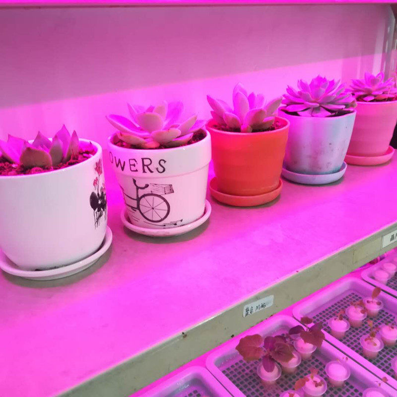 极速usb全光谱多肉植物生长灯usb补光灯植物架Y补光灯防太阳,家装灯饰光源,植物生长灯,淘宝优惠券,粉丝福利购,淘宝优惠卷