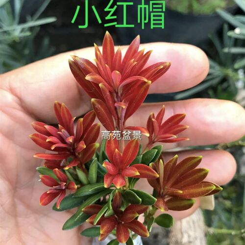 新品小红帽小叶红芽罗汉松扦插苗整杯高20公分带土U发货包邮高苑