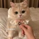 新品 猫咪围兜宠物赫本风口水巾围巾复古围脖珍珠S蝴蝶结蕾丝小狗