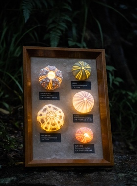 生野造物有胆亮氛围灯夜灯海胆灯标本软装挂画桌面摆件生日礼物
