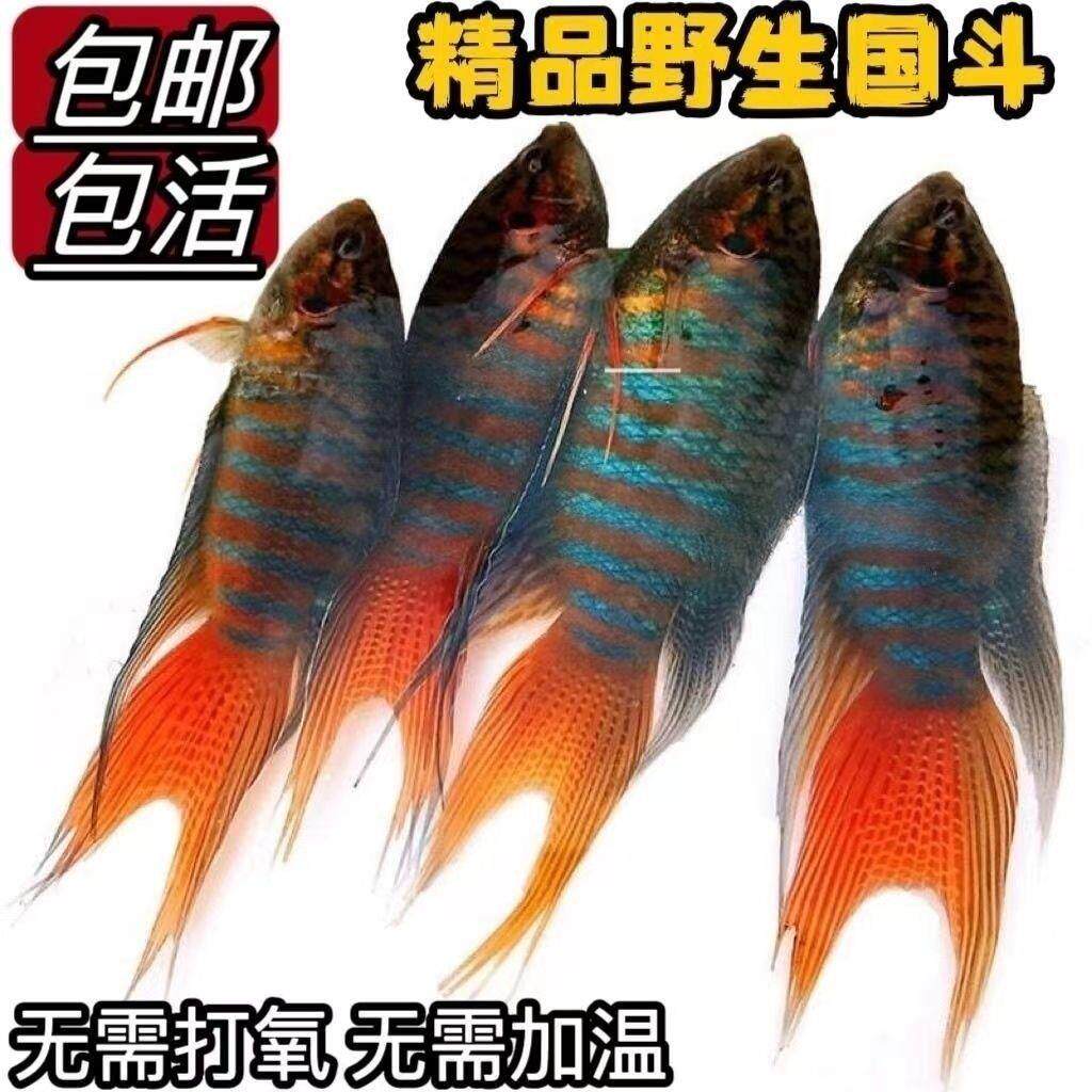 0-39度可养冷水鱼中国斗鱼普叉巨普盘皮丝旁皮婆淡水鱼耐养好活鱼