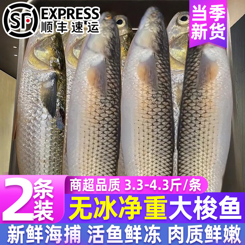 山东青岛鲜活速冻大梭鱼整箱