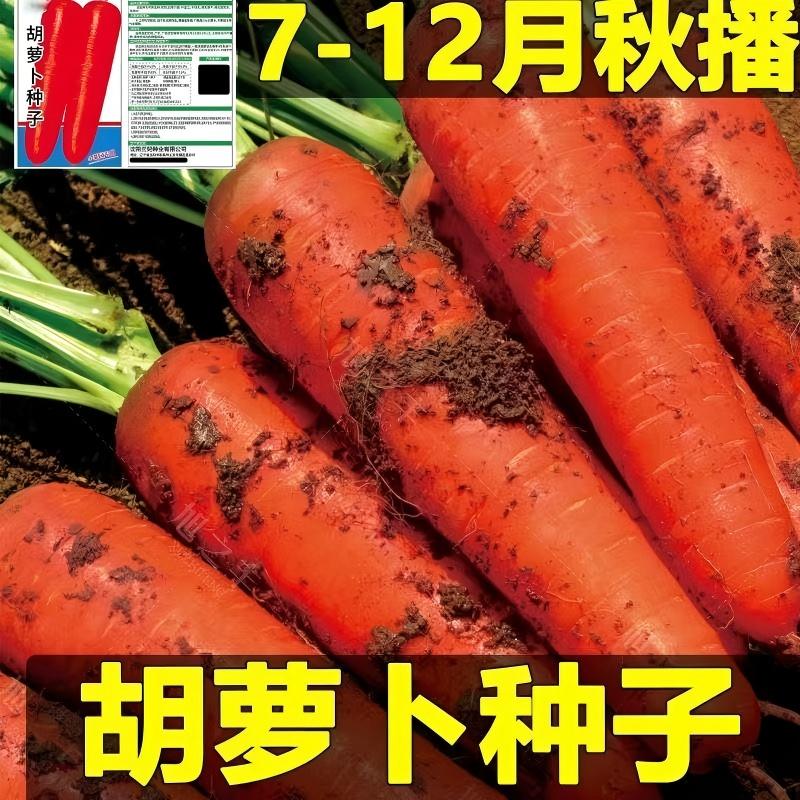 三红七寸参胡卜种子籽包邮胡萝卜种子四季播种蔬菜萝种子大全
