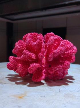 简约现代摆设树脂真珊瑚2545客厅软装配饰面桌柜海洋带底仿座书摆