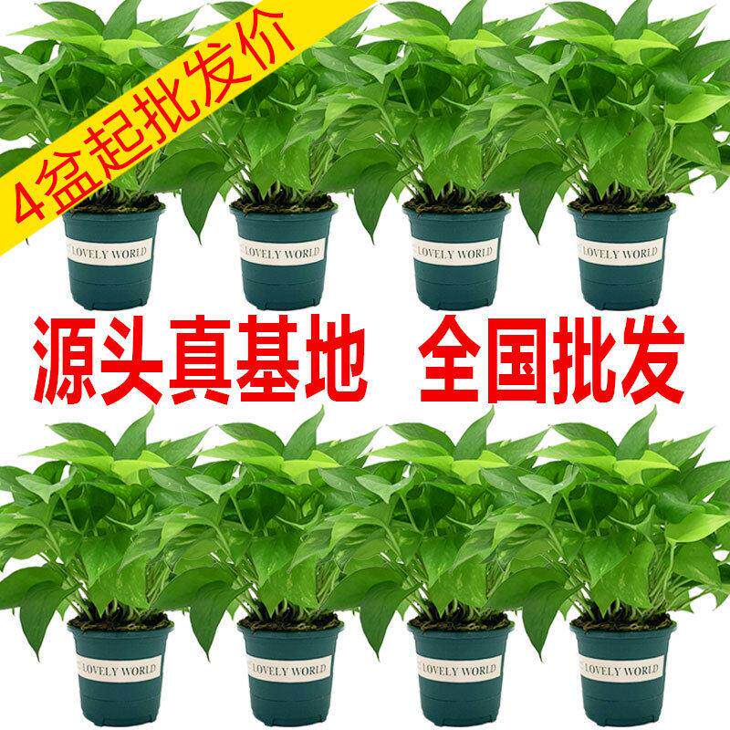 180大绿萝盆栽花卉水培长藤绿萝室内绿植小绿箩小盆栽