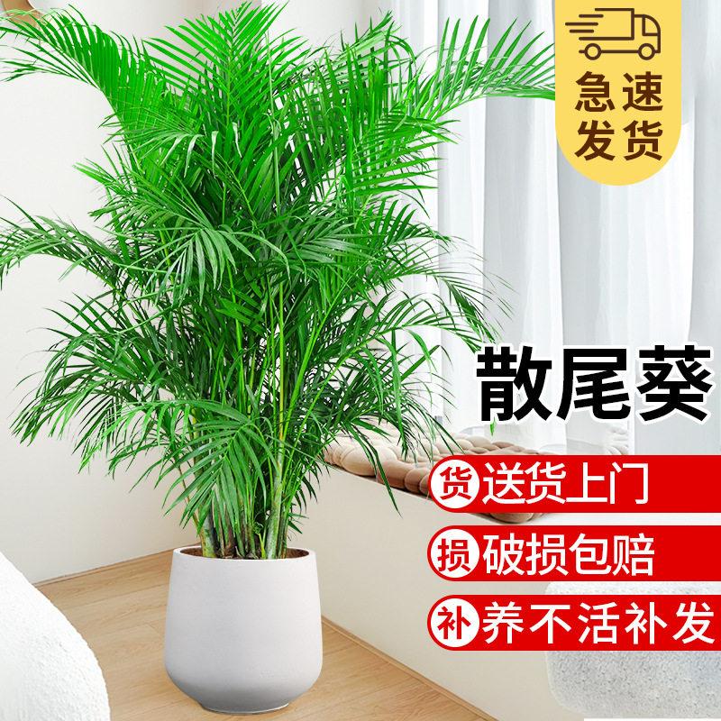 散尾葵盆栽植物大型绿植室内办公室净化空气吸甲醛凤尾竹好养花卉