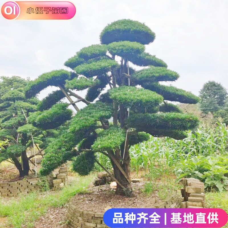 批发造型罗汉松1米5至5米工程绿化精品庭院树 规格齐全基地直销