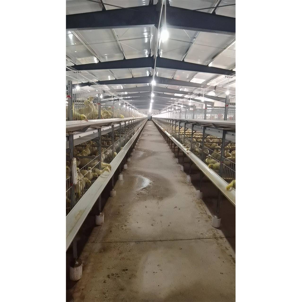 育雏鹅笼双层网床2层叠式养鹅笼网整栋设计安装不支持在线支付