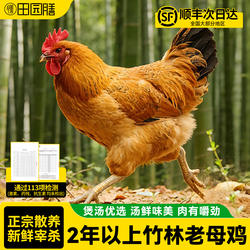 田园膳竹林土鸡大别山黄油老母鸡正宗农家散养走地鸡整只新鲜现杀