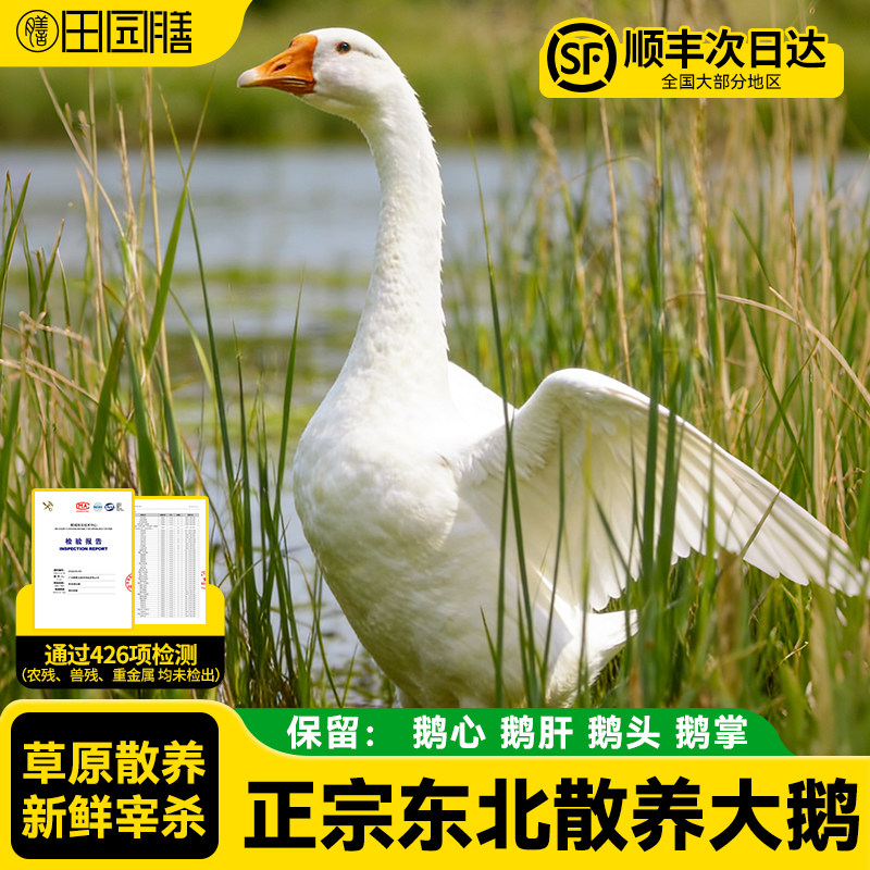 田园膳东北大鹅整只新鲜铁锅炖大鹅农家散养大白鹅农村笨老鹅鹅肉,水产肉类/新鲜蔬果/熟食,其它生肉制品,淘宝优惠券,粉丝福利购,淘宝优惠卷