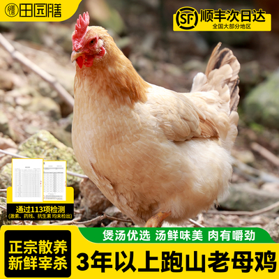 3年以上散养跑山老母鸡！顺丰发