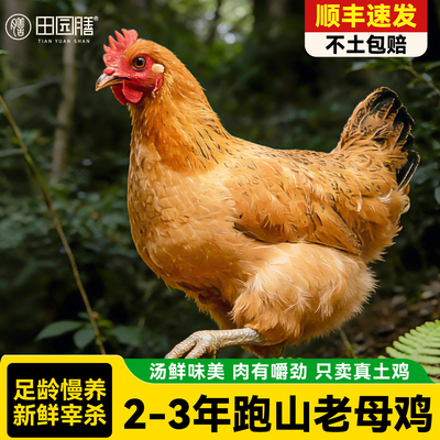 正宗农家散养跑山黄油老母鸡