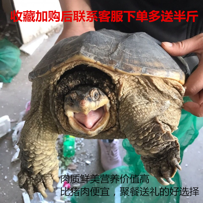 食用小鳄龟北美杂佛鳄鱼龟宠物乌龟种龟特大型煲汤肉龟活体外塘龟