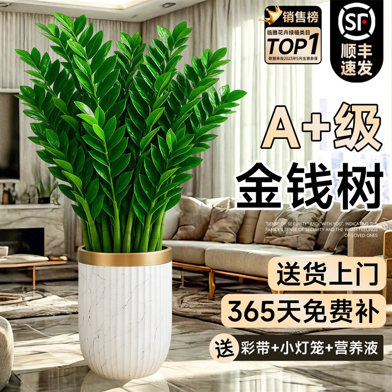 金钱树盆栽客厅大花盆办公室绿植大型植物开 业送礼摆件公司