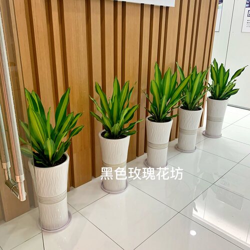 金边也门铁盆栽 前台摆放办公室盆栽  巴西铁 净化空气吸甲醛绿植