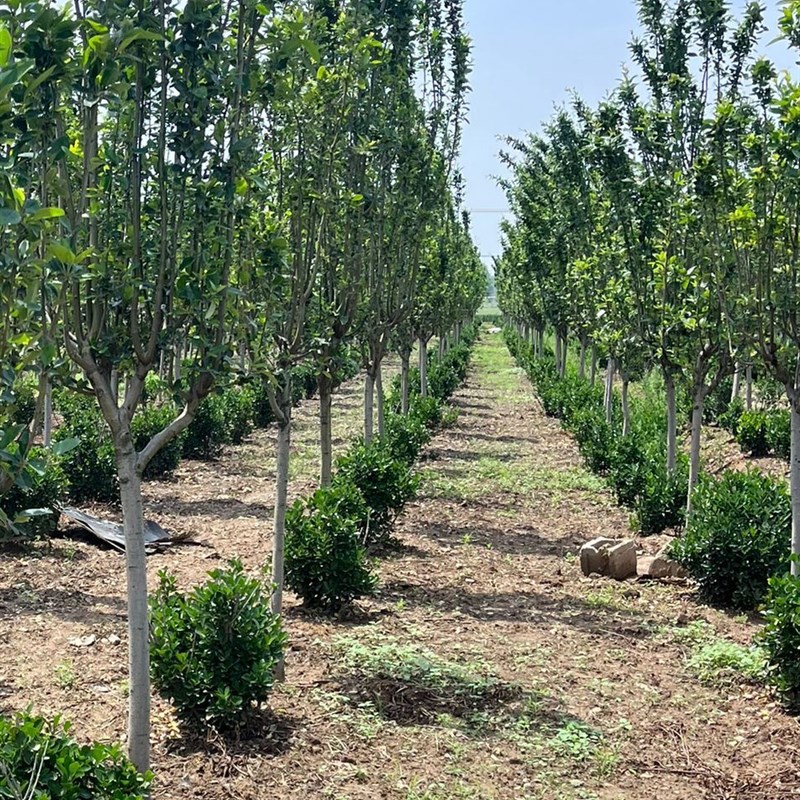 西府海棠5公分精品树苗发中通快递发货1.7左右高度
