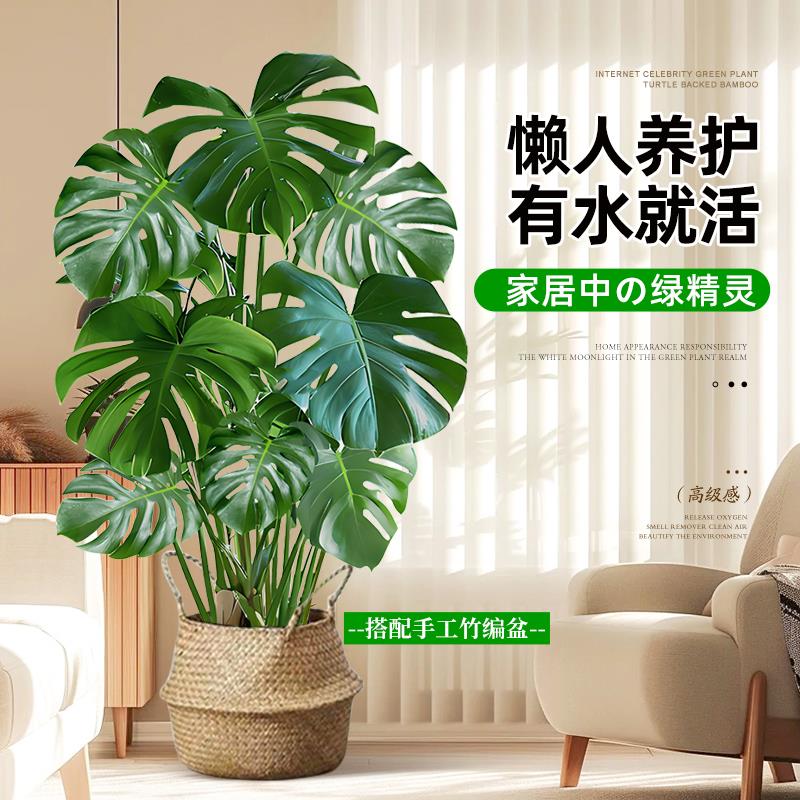 龟背竹盆栽大叶老桩植物办公室内客厅大型绿植好活养净化清新空气