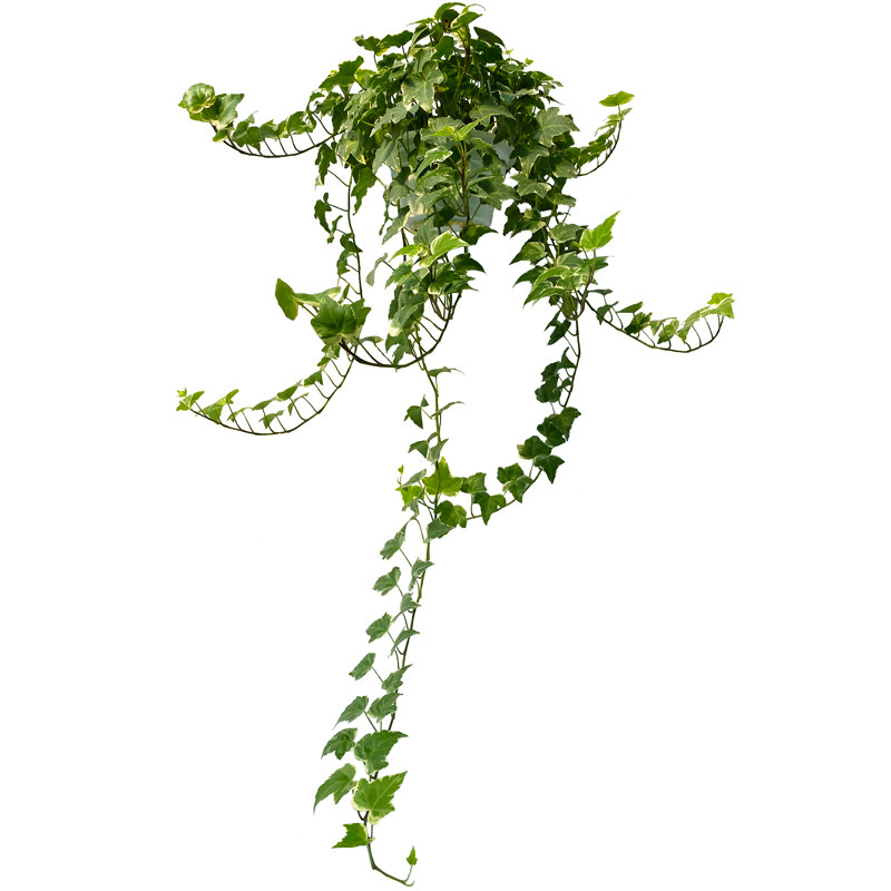 洋常春藤吊兰植物垂吊盆栽阳台花卉绿植室内庭院吸甲醛净化空气