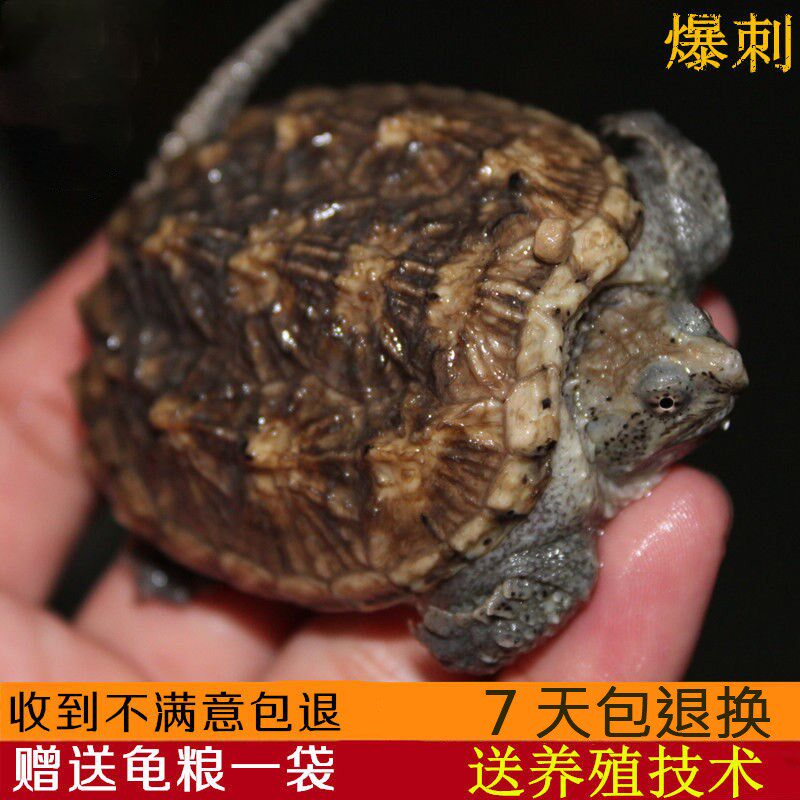 鳄龟活物纯佛爆刺王活体龟苗小龟杂佛宠物小鳄北美佛罗里达小乌龟
