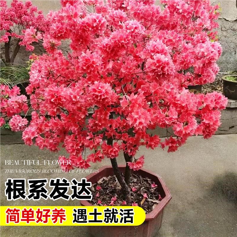 映山红树苗老桩杜鹃花盆栽带花苞双四季开花野生花苗耐寒庭院盆景