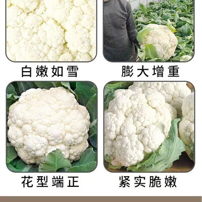 花菜增白膨大剂菜花花椰菜亮白素鲜亮增产高产增重膨大素叶面肥料