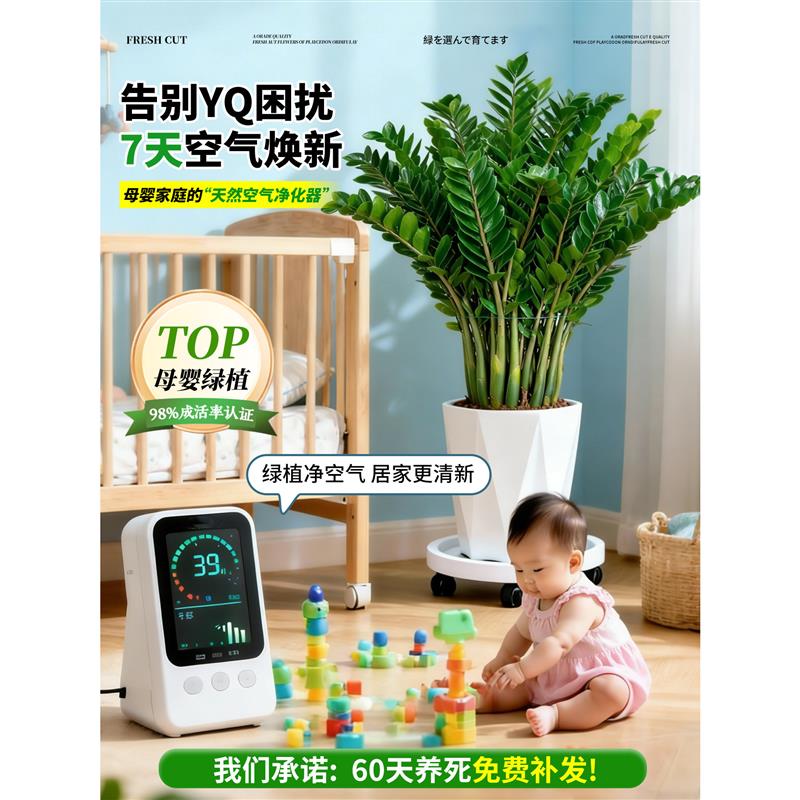 金钱树盆栽客厅大花盆旺宅树办公室内大型好养绿植物乔迁摇钱串子