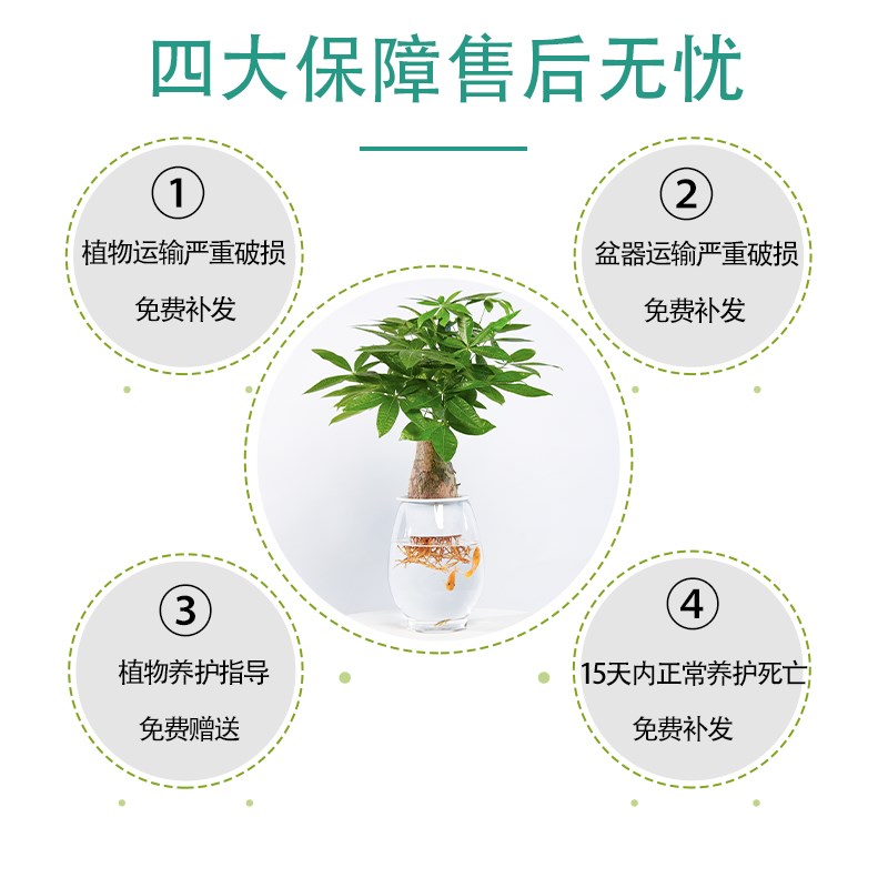 水培发财树水培植物和鱼共养室内盆栽客厅办公室桌面摆放易养活