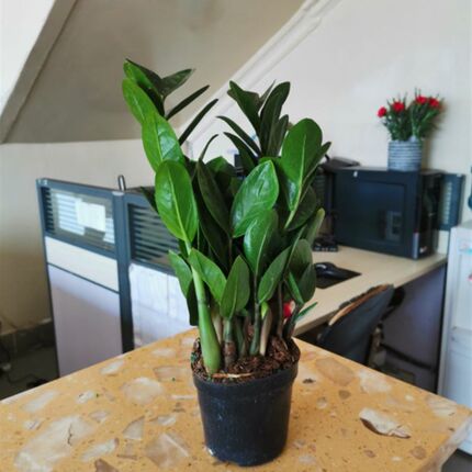 金钱木金钱树盆栽云南昆明斗南花卉土豆花坊
