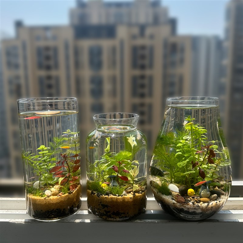 生态瓶带灯水草小鱼缸办公桌面微景观diy创意情侣礼物小虾缸微缸