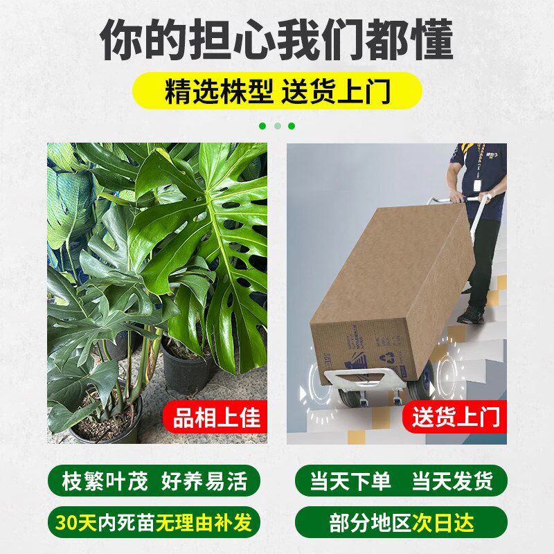 龟背竹客厅大盆栽室内客厅大叶老桩植物电视柜旁边大型绿植落地