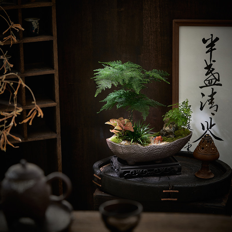 文竹盆栽园林造景微景观室内办公桌面绿植花卉盆景四季好养活植物