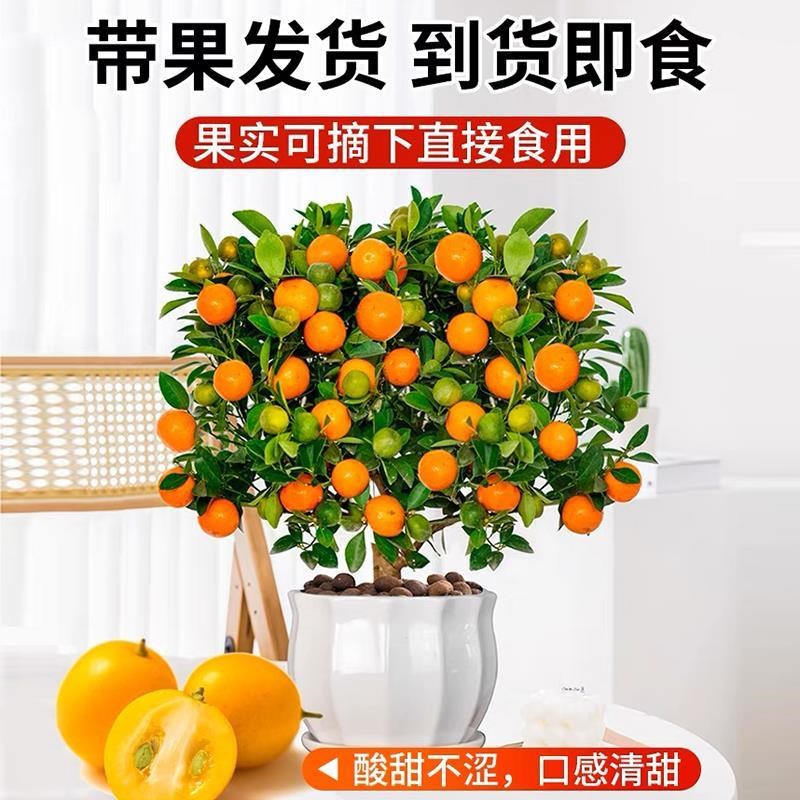 金桔树盆栽带果客厅好养绿植橘子盆景四季金桔室内招财年宵花植物