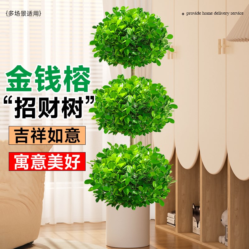 金钱榕盆景大盆栽室内植物招财摇钱树客厅大型榕树办公室造型绿植