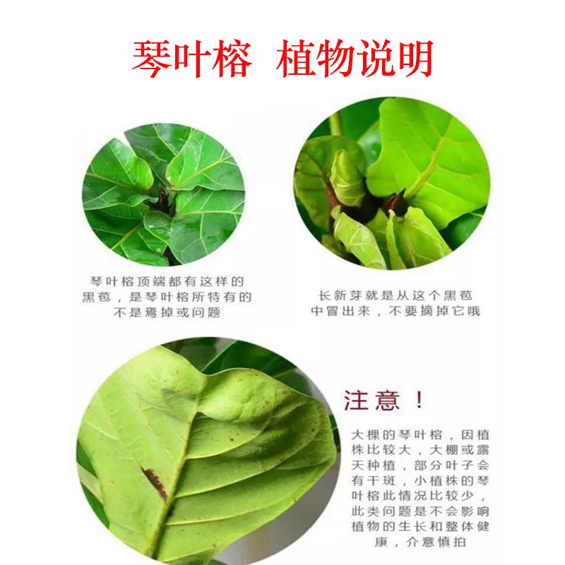 琴叶榕大叶盆栽室内大型植物办公室绿植北欧网红新手好养沈阳送货