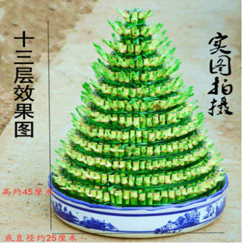 竹塔富贵竹盆栽节节高办公室内水培竹子水养植物步步高转运竹【7