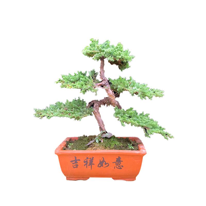 悬崖松盆栽迎客松盆景真树客厅绿植四季松树罗汉松造型花卉植物