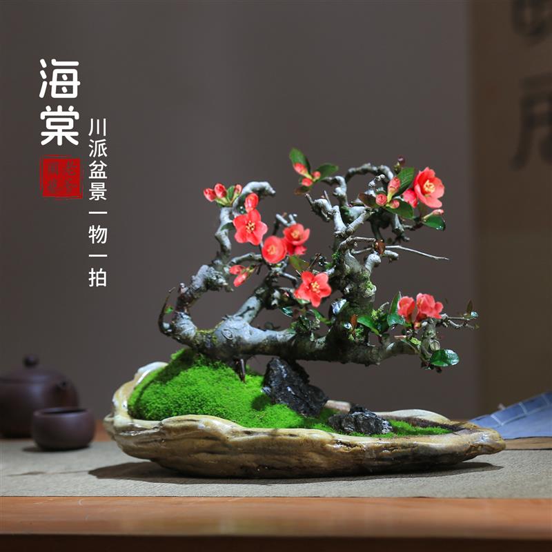 贴梗海棠花盆栽会开花好养易活阳台庭院花卉一物一拍老桩植物造型