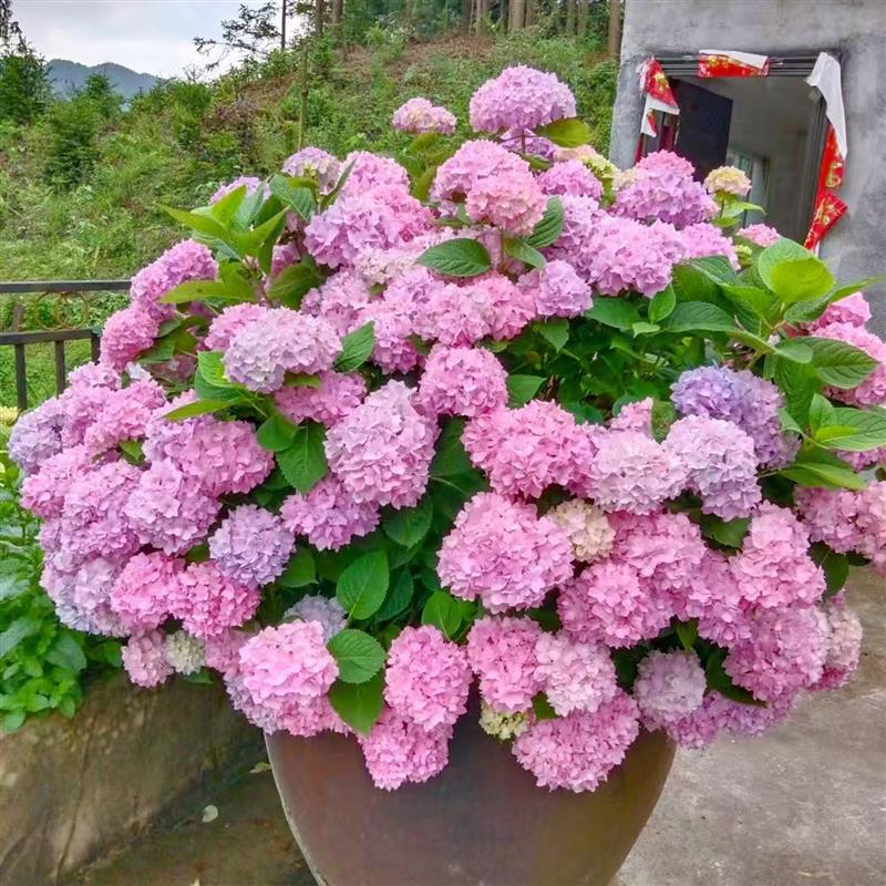 绣球花盆栽大苗庭院别墅阳台花卉绿植变色多年生木本无尽夏耐寒