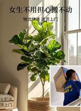 琴叶榕大型绿植客厅大型植物盆栽室内落地大号大叶琴叶榕树苗老桩
