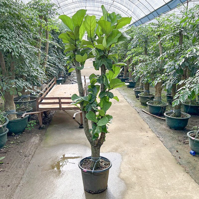 老桩造型琴叶榕网红大型绿植客厅庭院美观好养大叶棒棒糖北欧盆栽